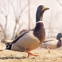 找个可信平台的ddos服务器攻击手段